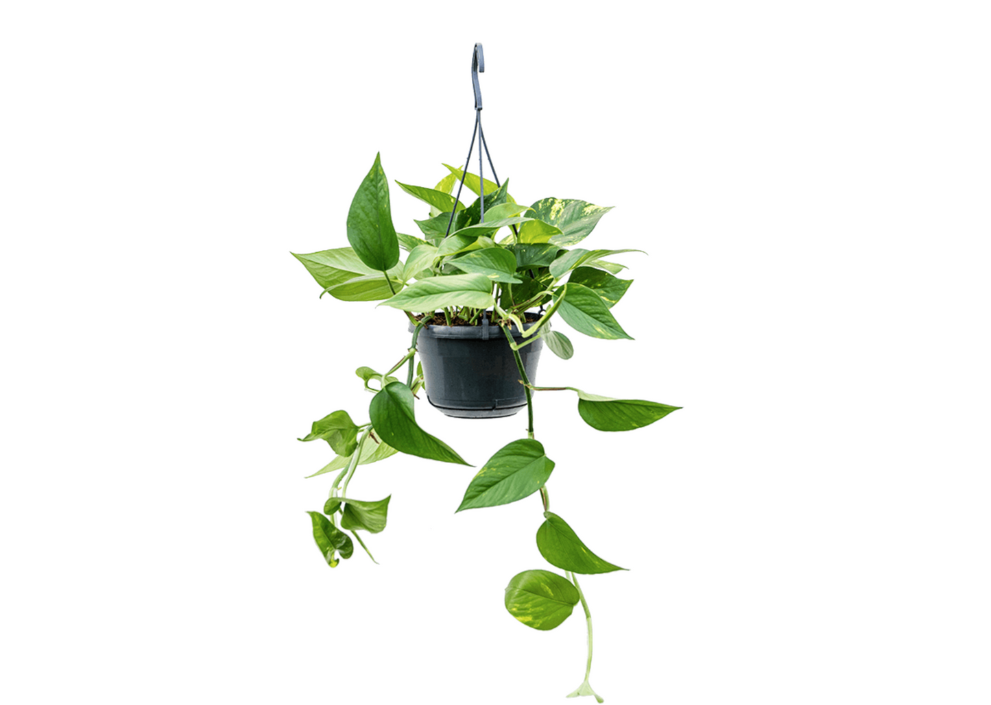 Epipremnum aureum