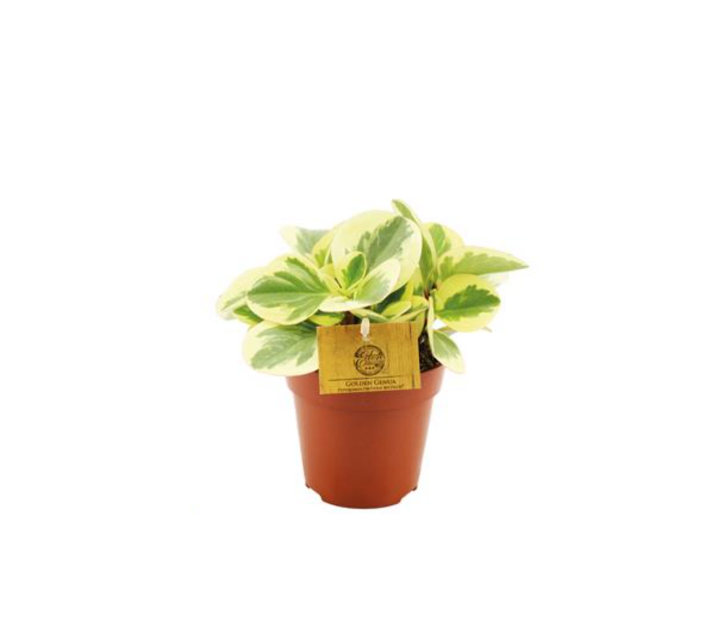 Peperomia obustifolia variegata