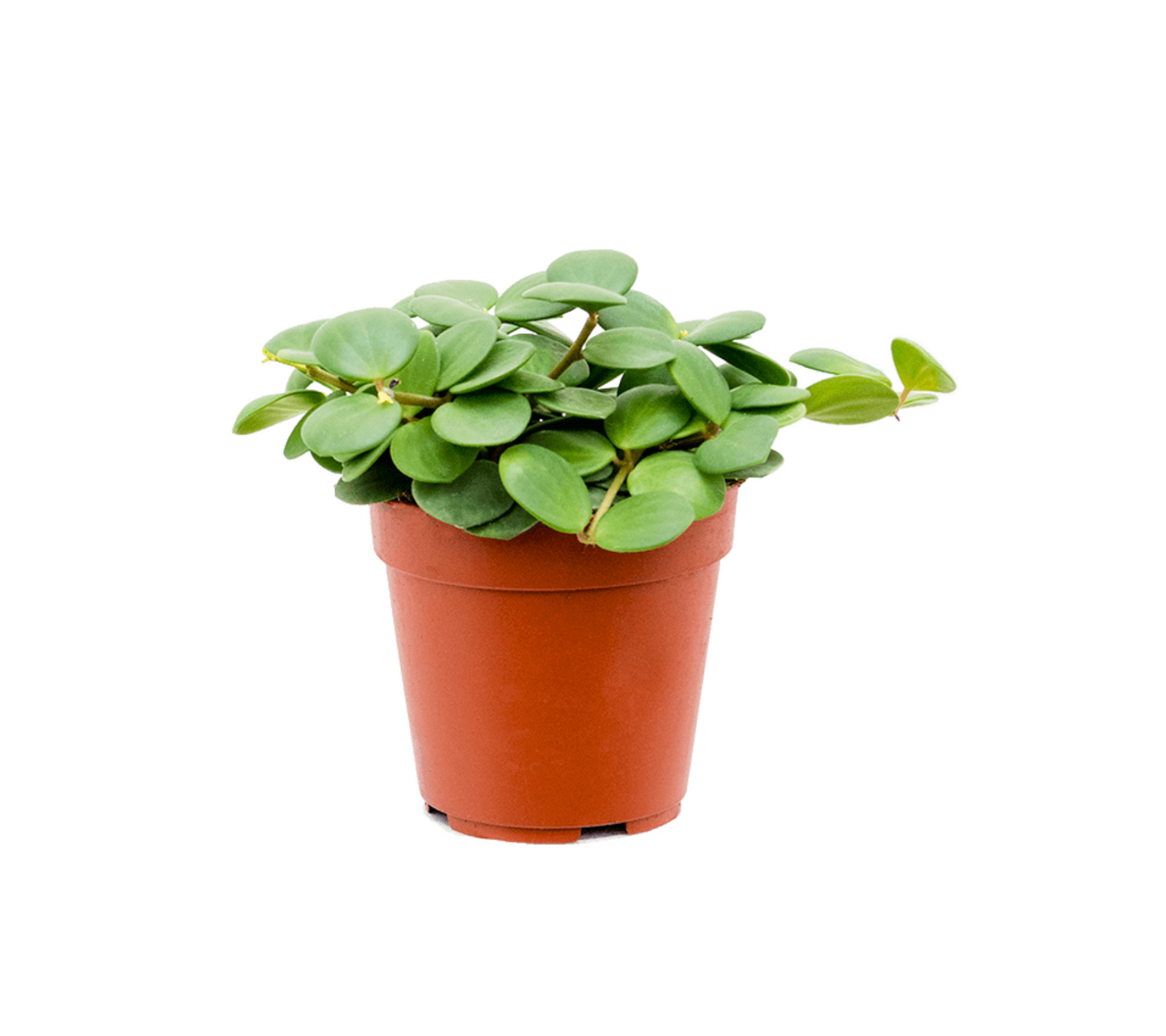 Peperomia tetraphylla 'Hope'