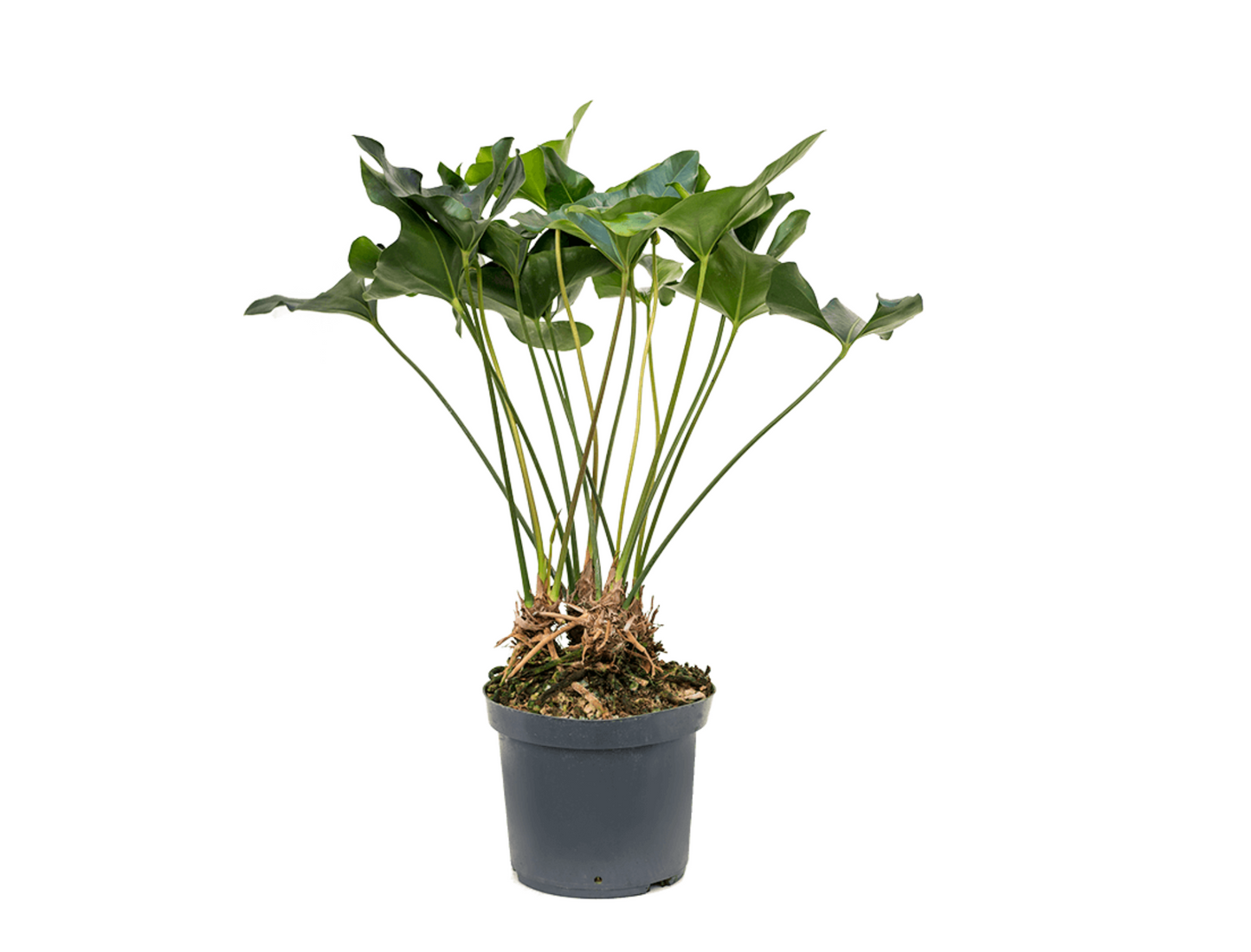 Anthurium 'Arrow'
