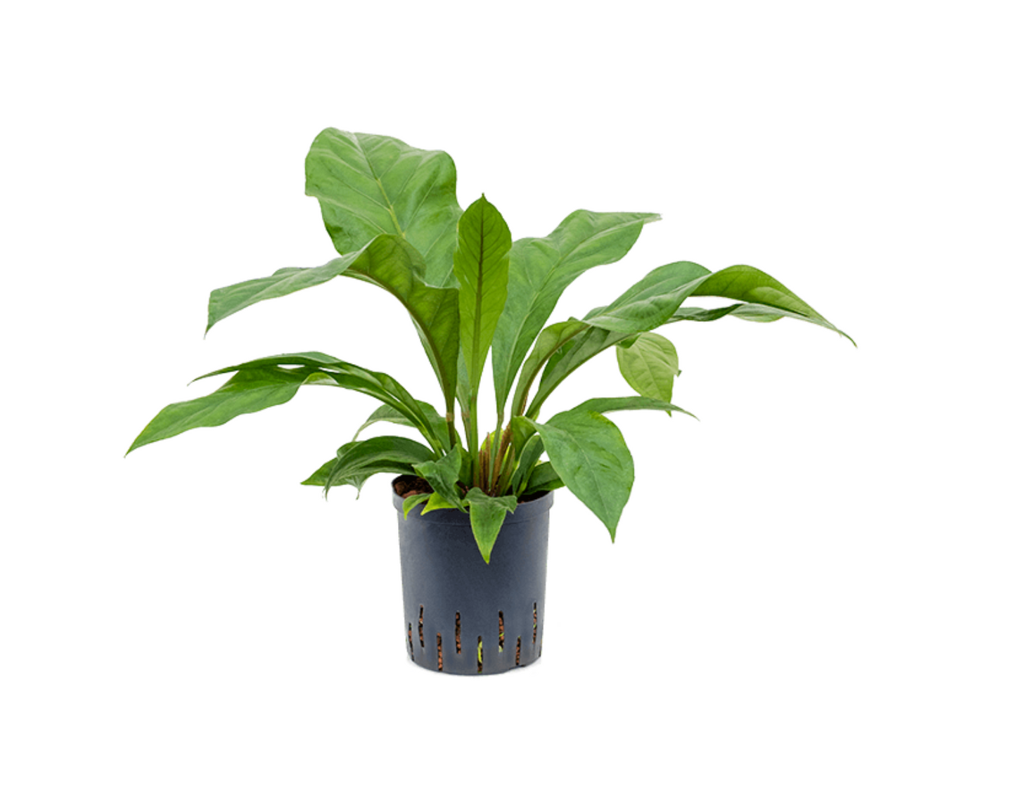 Anthurium crassinervium 'Jungle King'