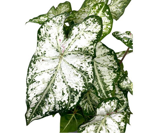 Caladium bicolor 'White Christmas' - Spore Nursery