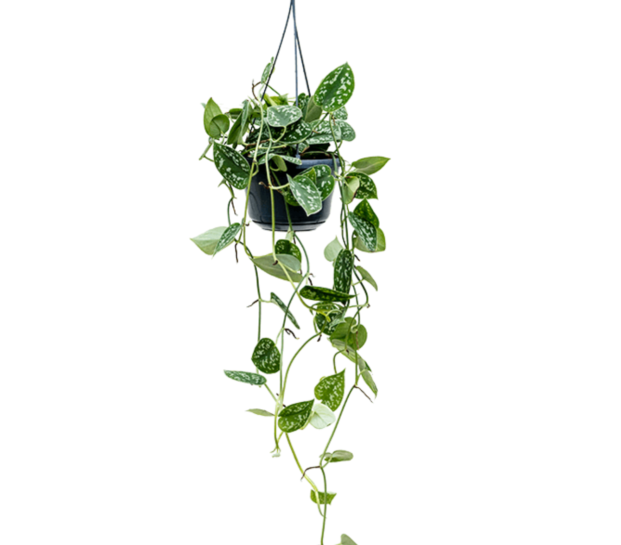 Scindapsus pictus