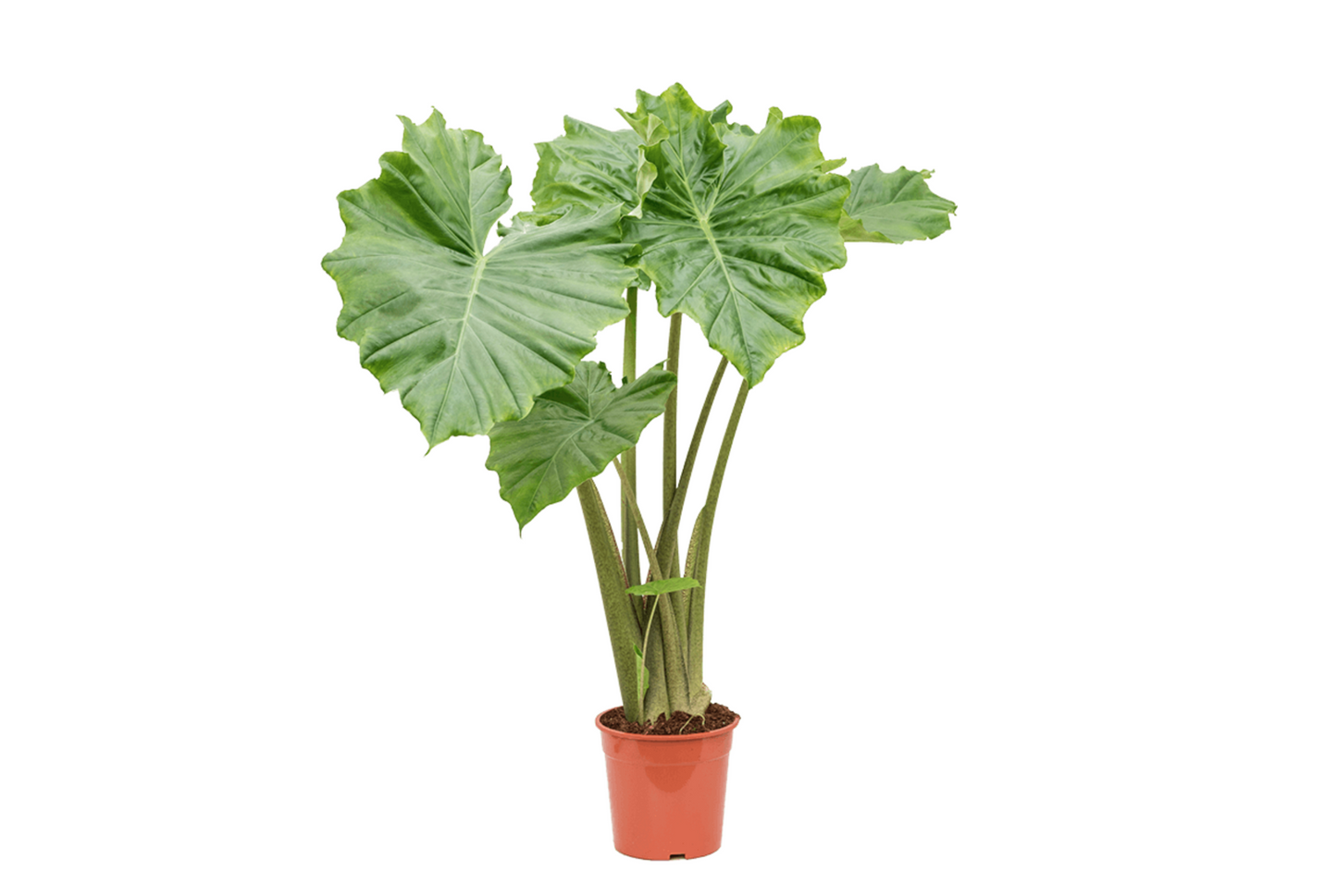 Alocasia 'Portodora'