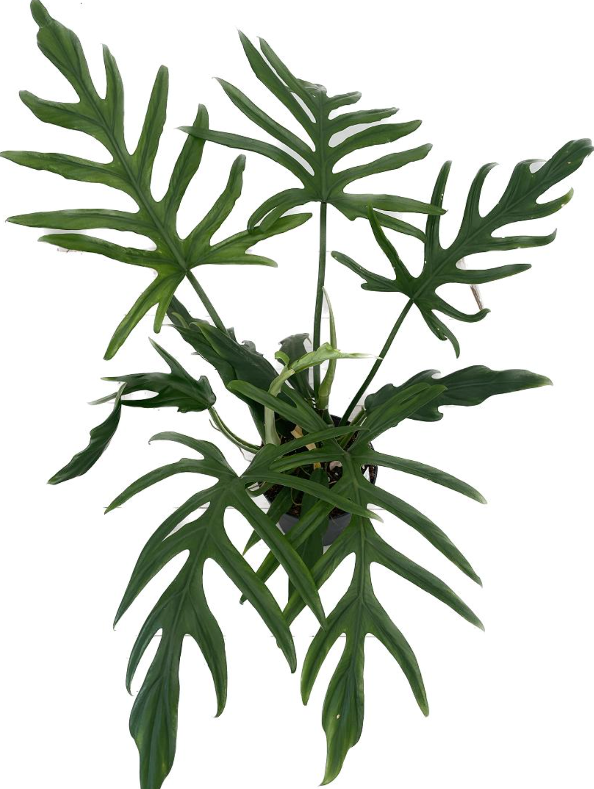 Philodendron elegans