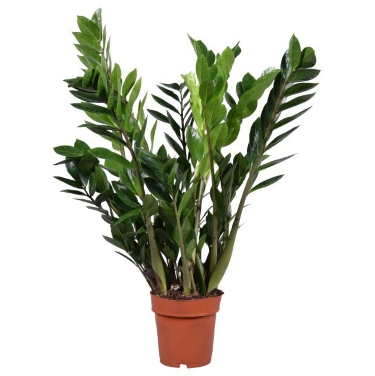Zamioculcas zamiifolia