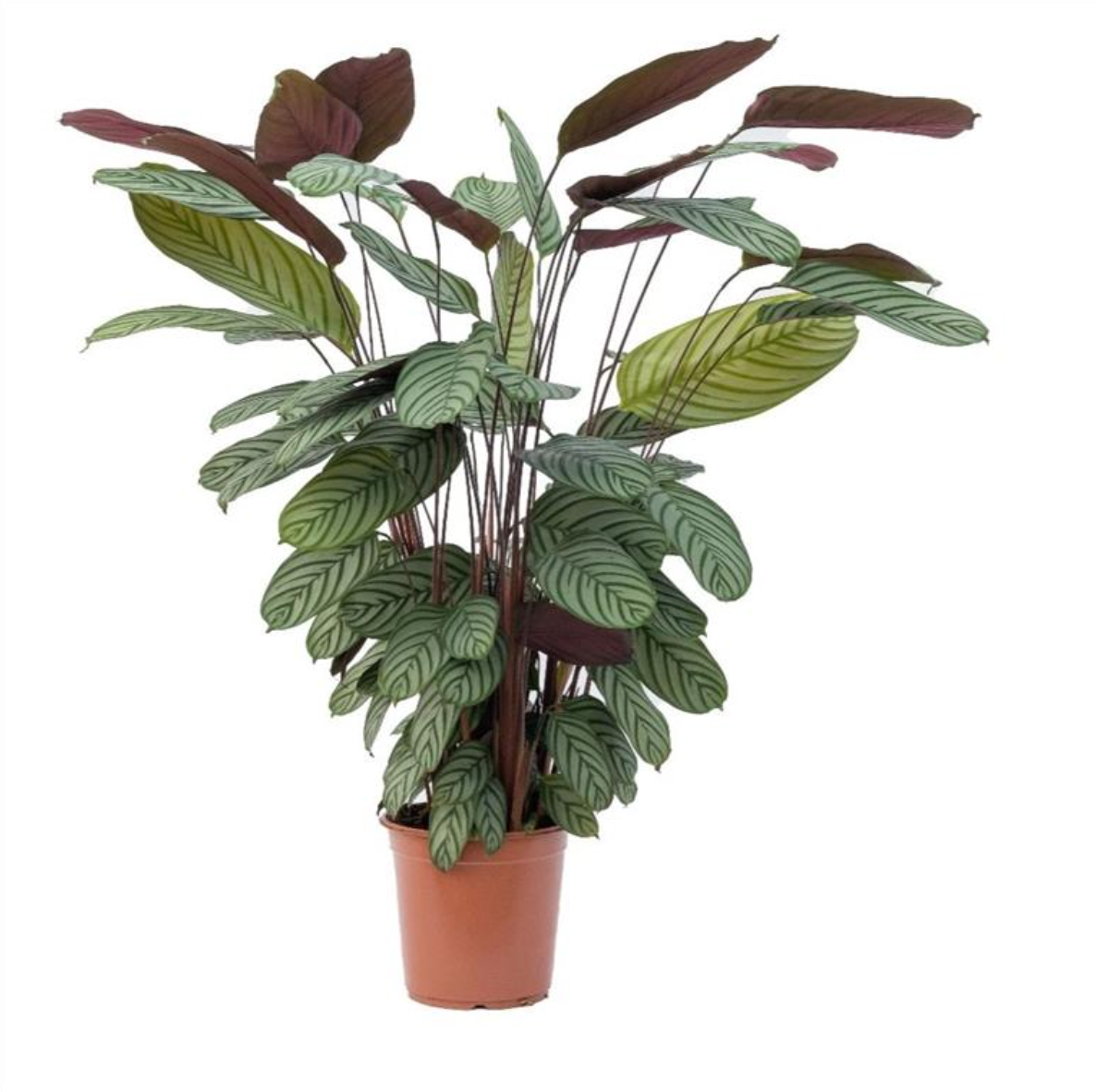 Ctenanthe oppenheimiana