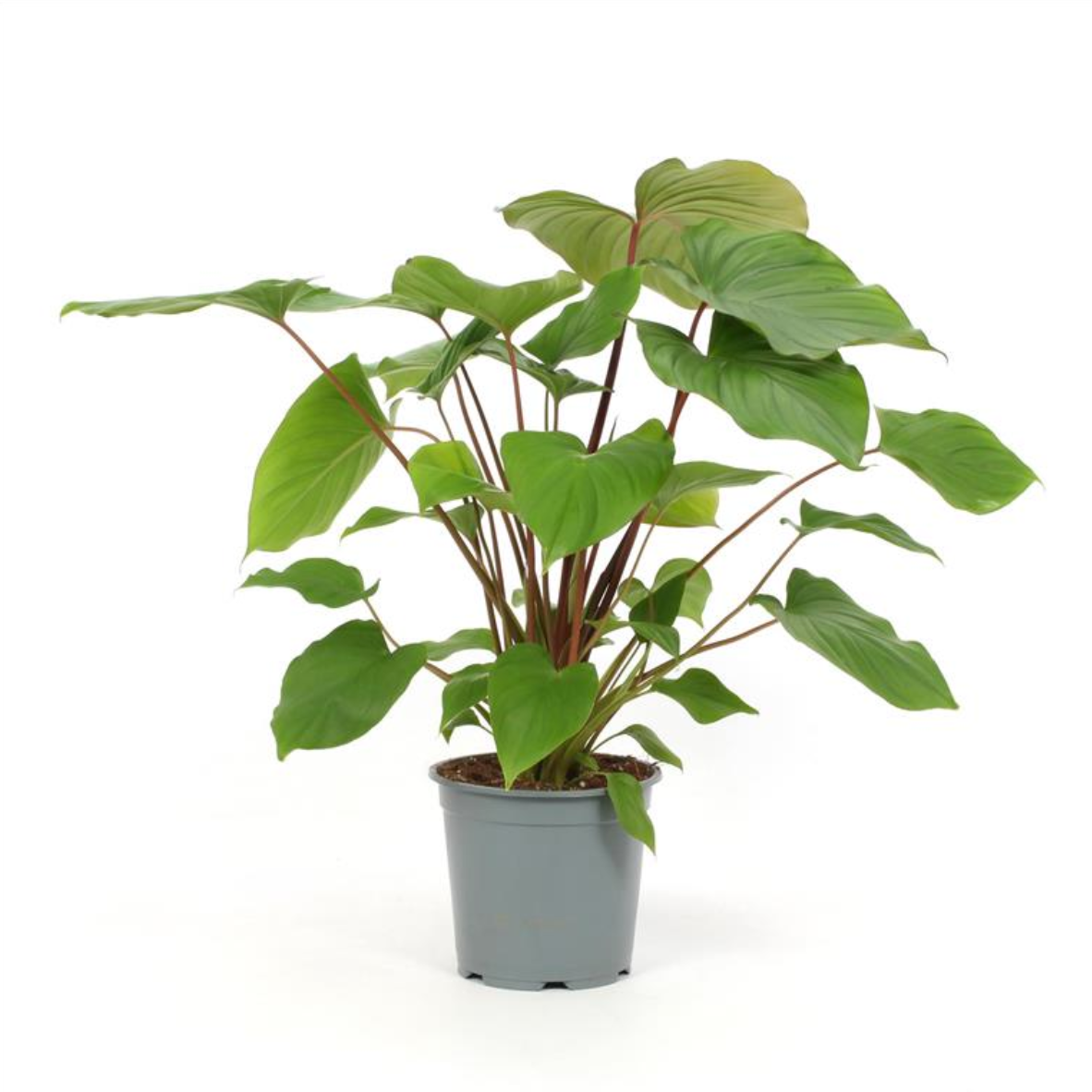 Homalomena rubenscens 'Maggy'