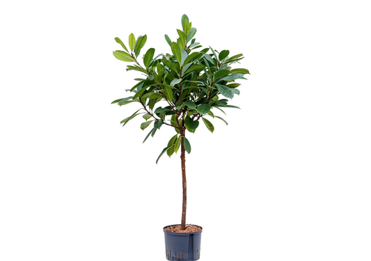 Ficus cyathistipula