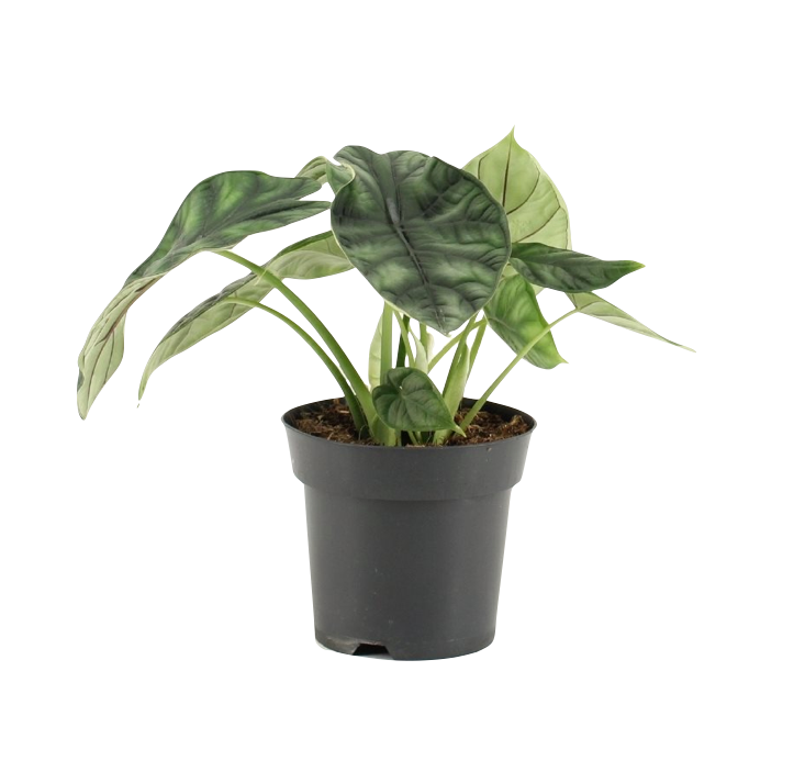 Alocasia baginda 'Dragon Scale'