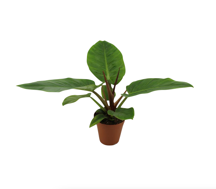 Philodendron melinonii