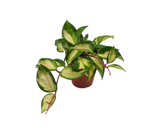 Hoya carnosa 'Tricolor' - Spore Nursery