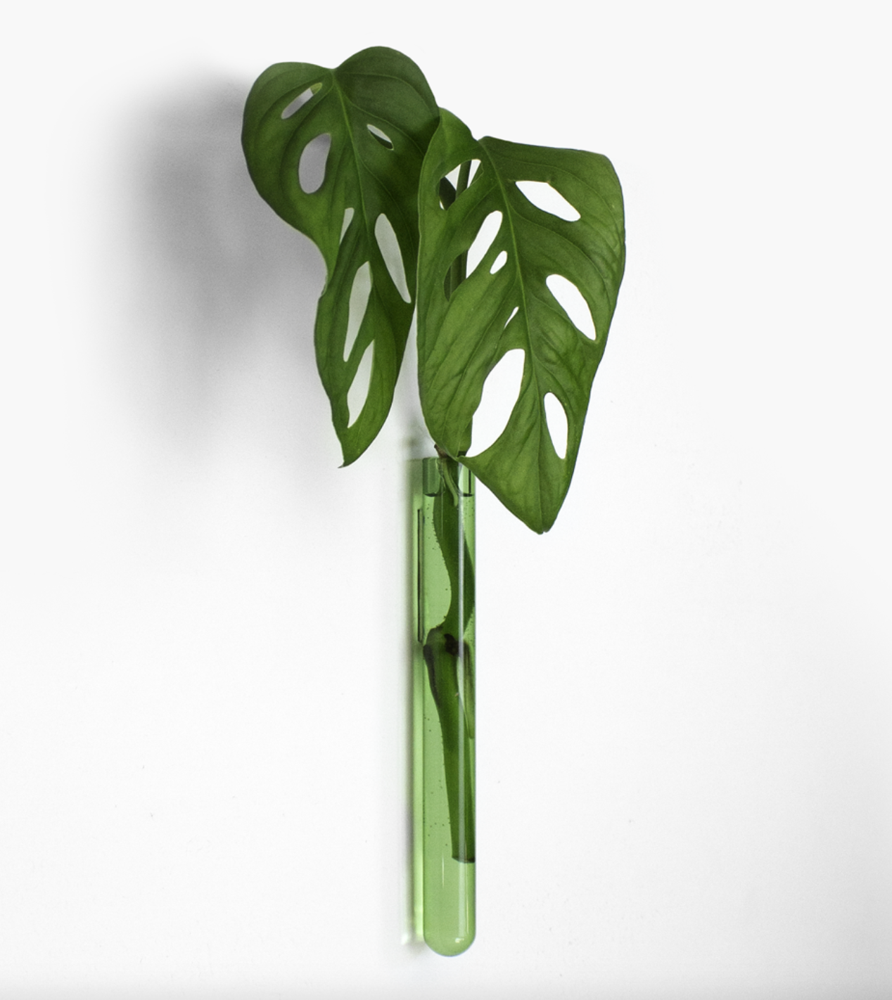 Muurbloempje: Groen