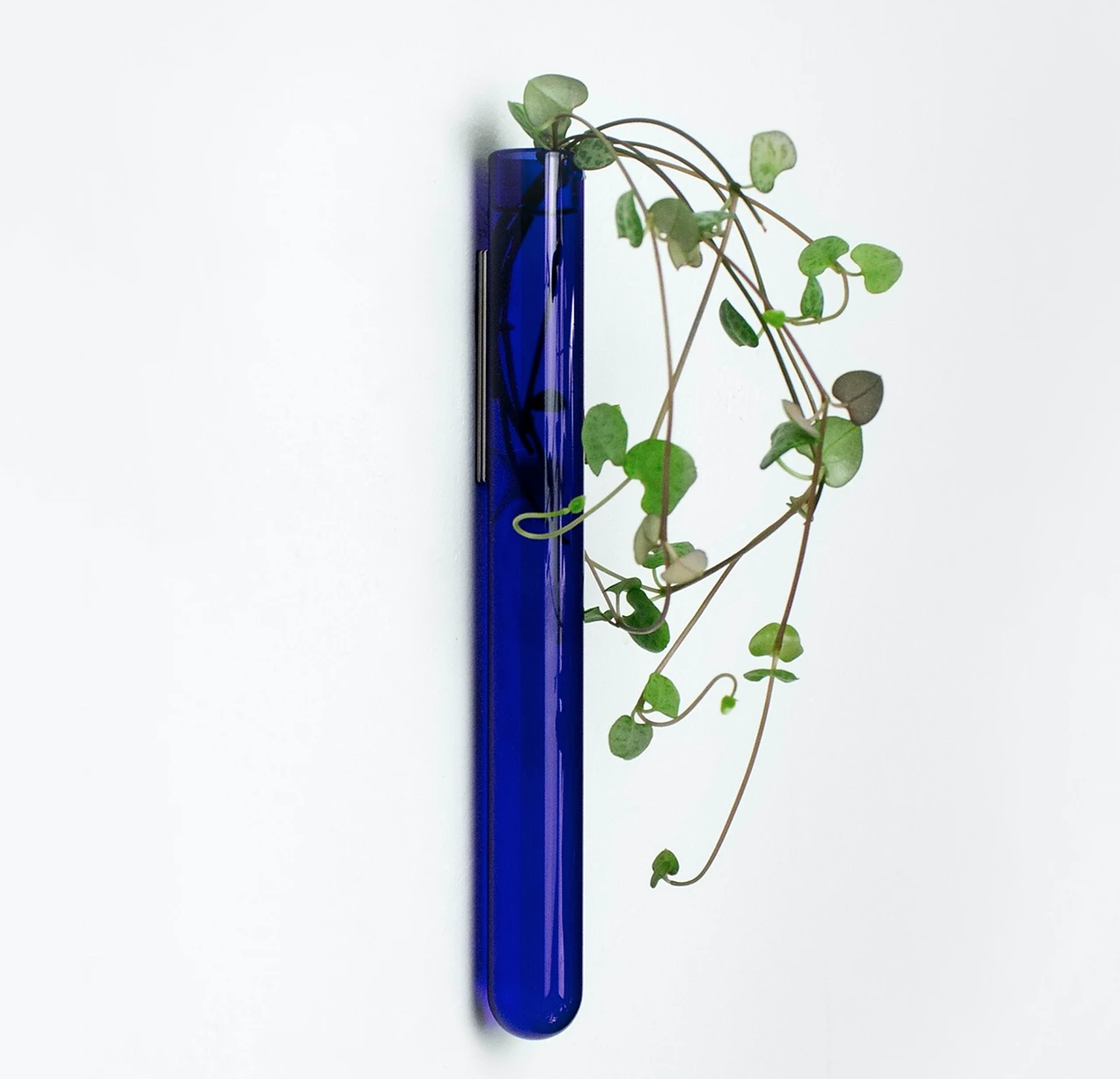 Muurbloempje: Blauw