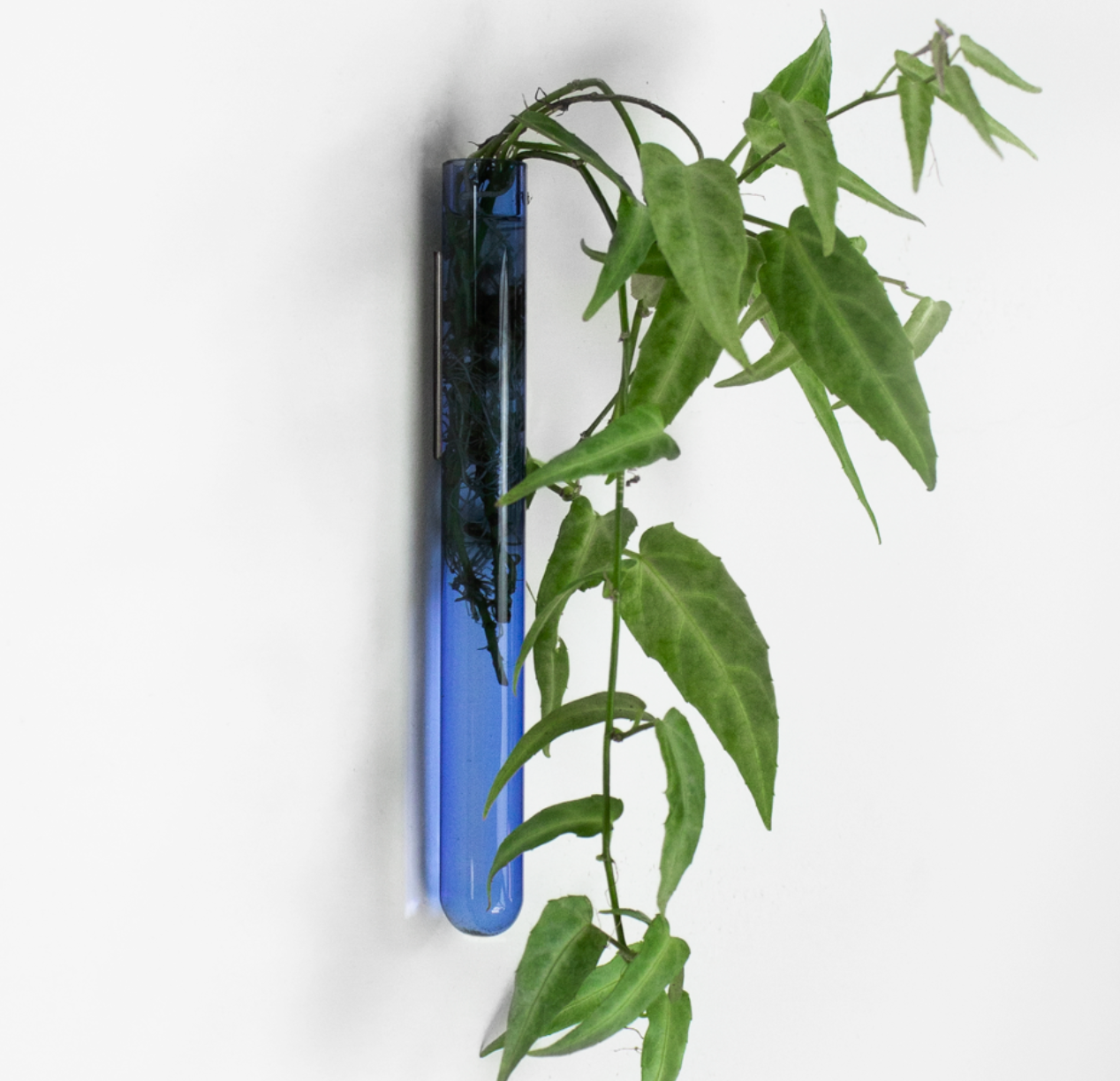 Muurbloempje: Licht blauw