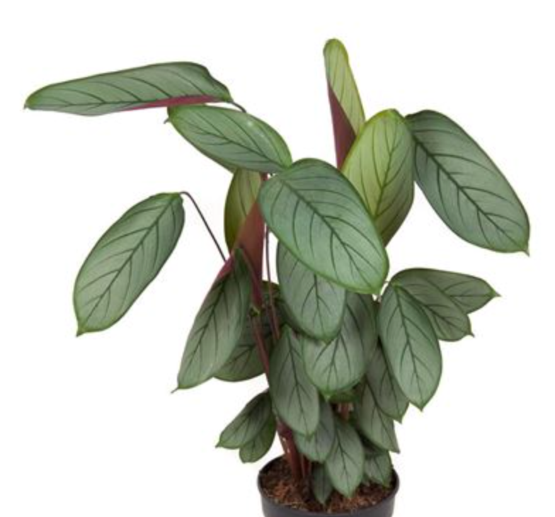 Ctenanthe setosa 'Grey Star'