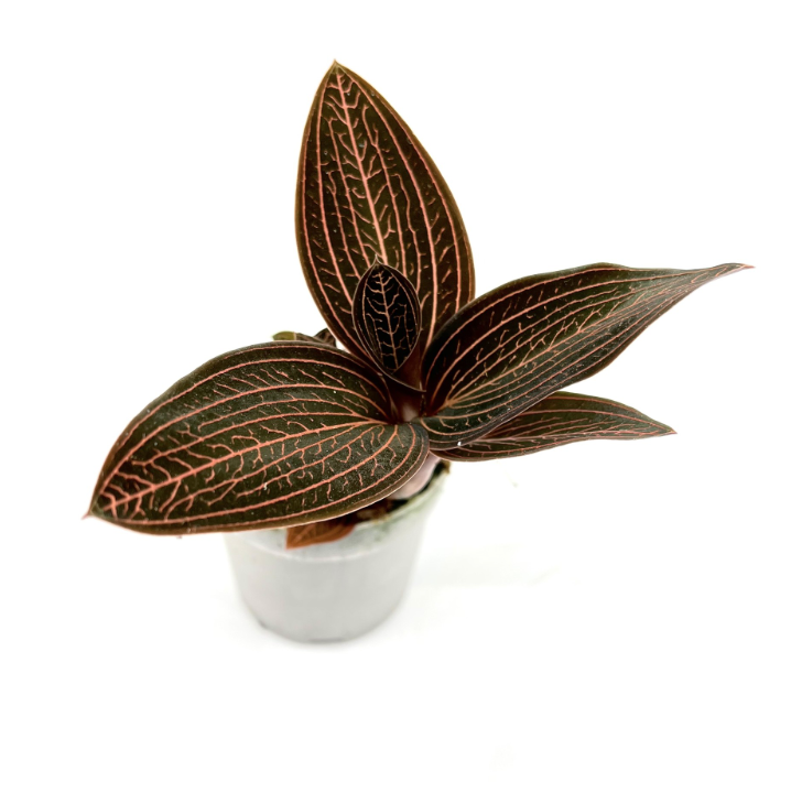 Juweeltjes van orchideeën - Spore Nursery