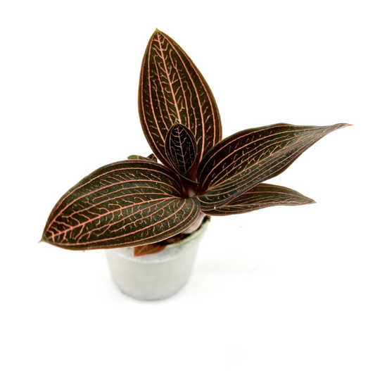 Juweeltjes van orchideeën - Spore Nursery