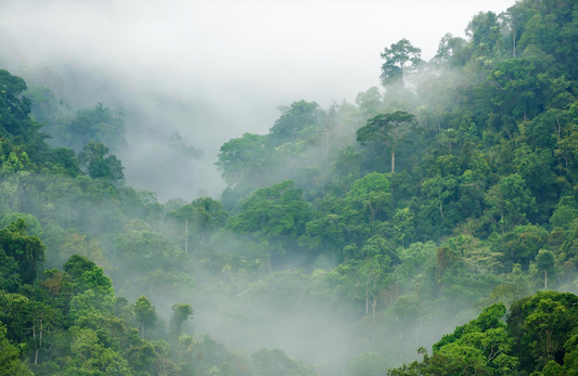 Biomen van de wereld - Spore Nursery