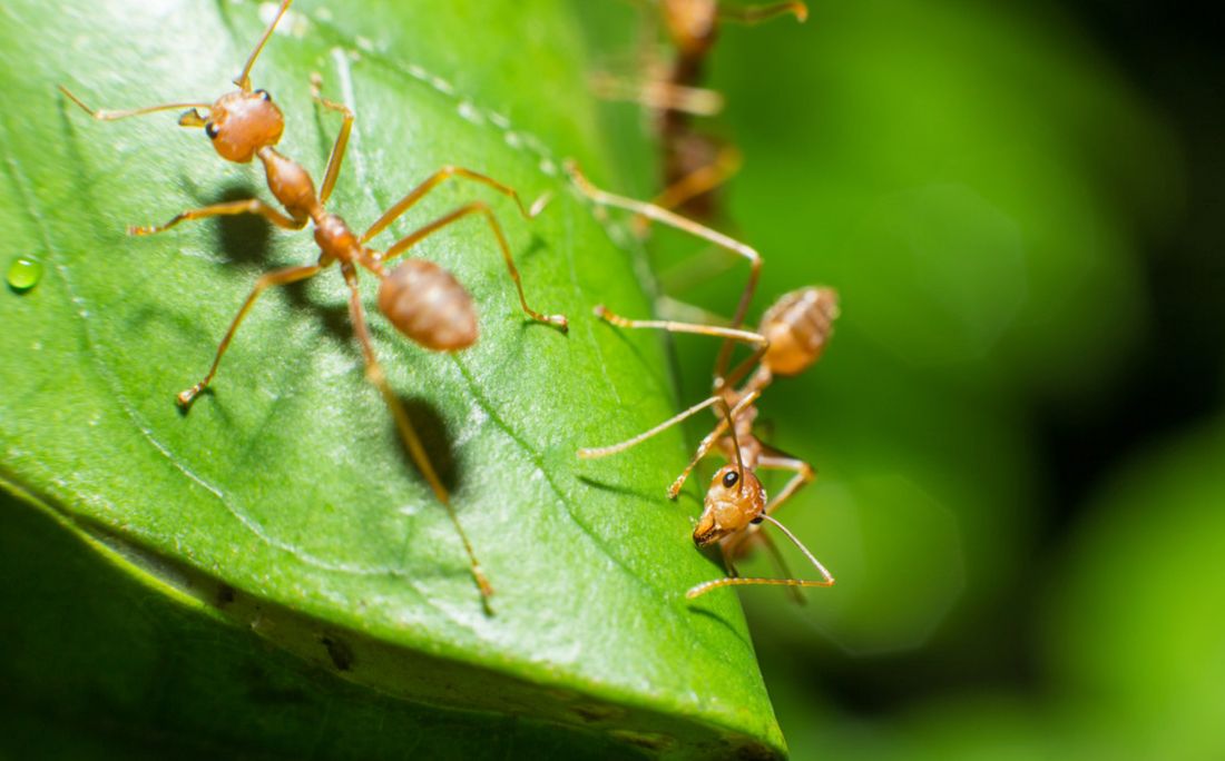 Planten en hun mieren