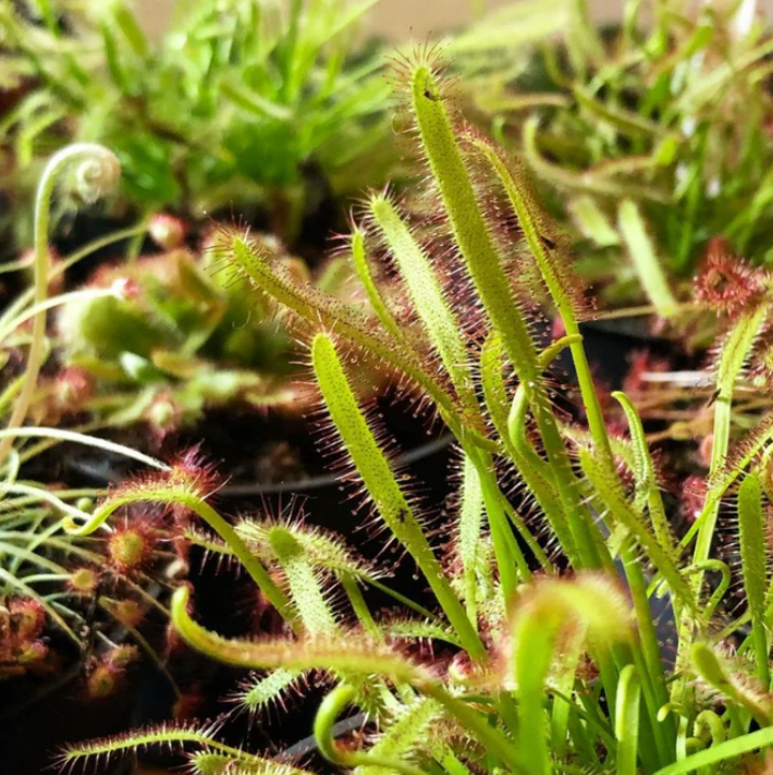 Planten - Spore Nursery