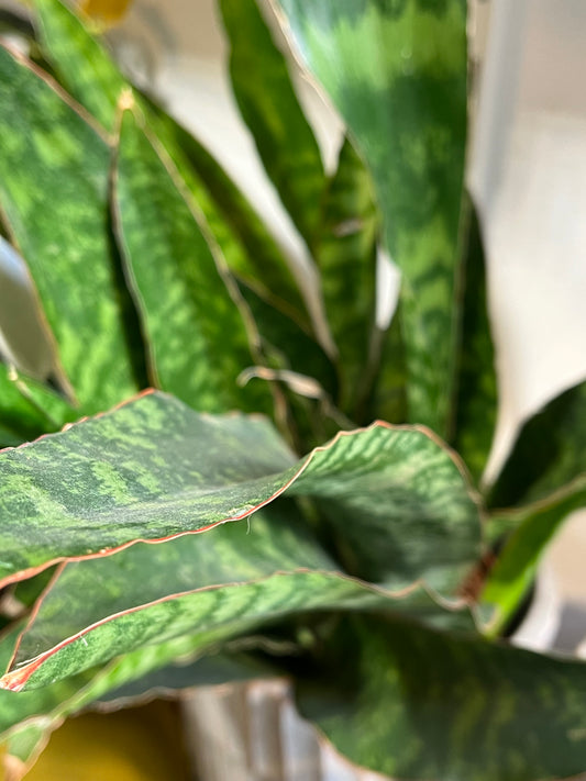 Dracaena aubrytiana 'Green' (syn: Sansevieria aubrytiana)