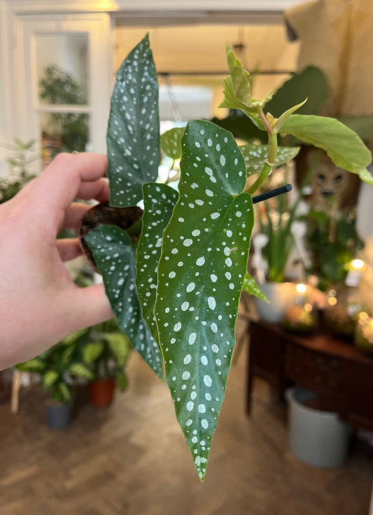 Begonia × albopicta