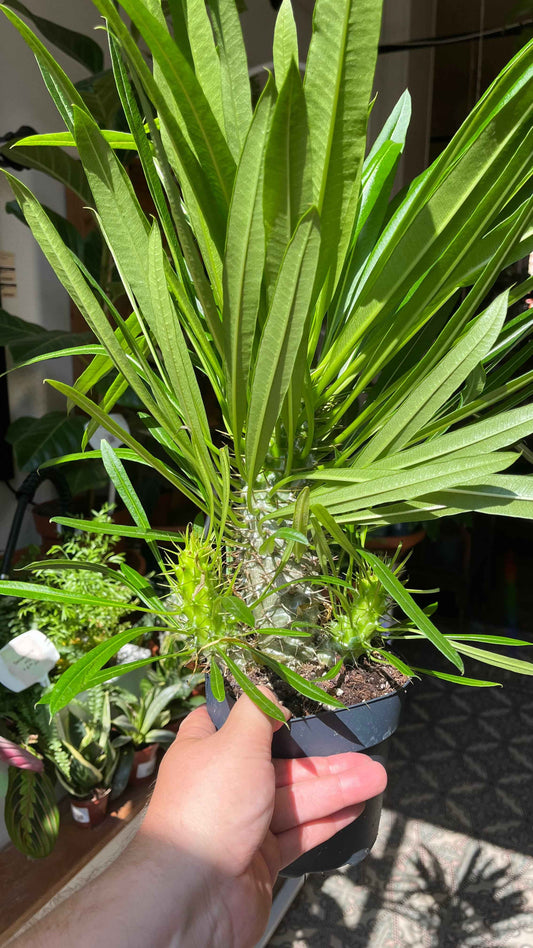 Pachypodium lamerei
