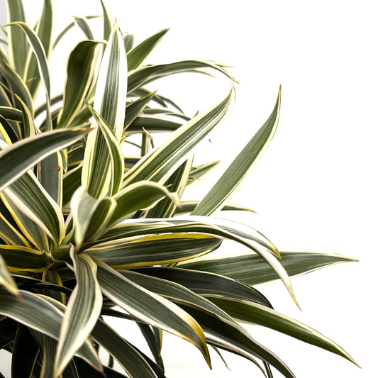 Dracaena reflexa 'Song of Valentina'