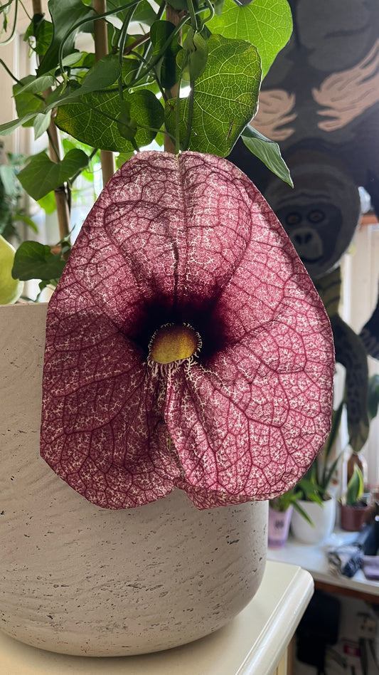 Aristolochia gigantea