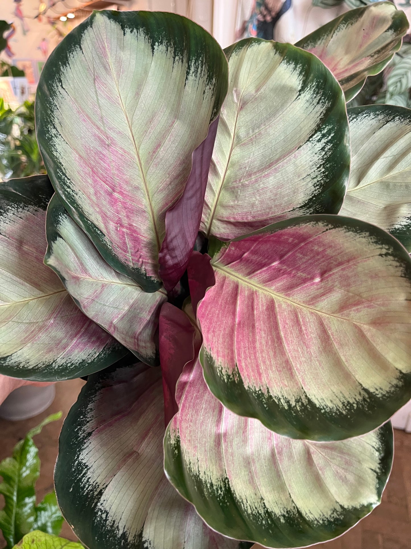 Goeppertia roseopicta 'Rosy'