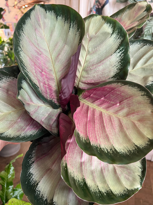 Goeppertia roseopicta 'Rosy'