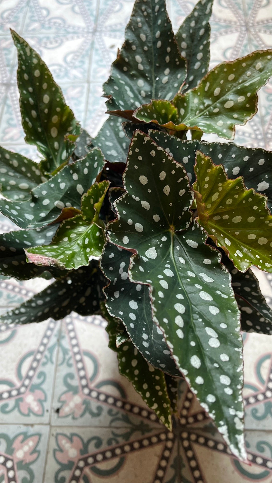 Begonia maculata 'Spotlight Green'