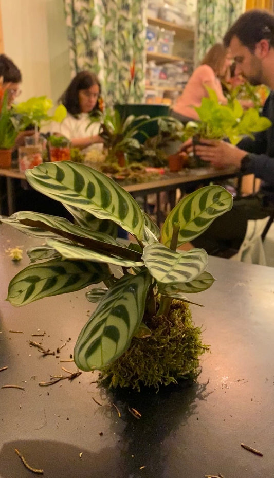 Workshop kokedama (15 november 2025)
