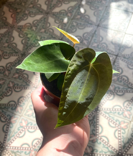 Anthurium papillilaminum