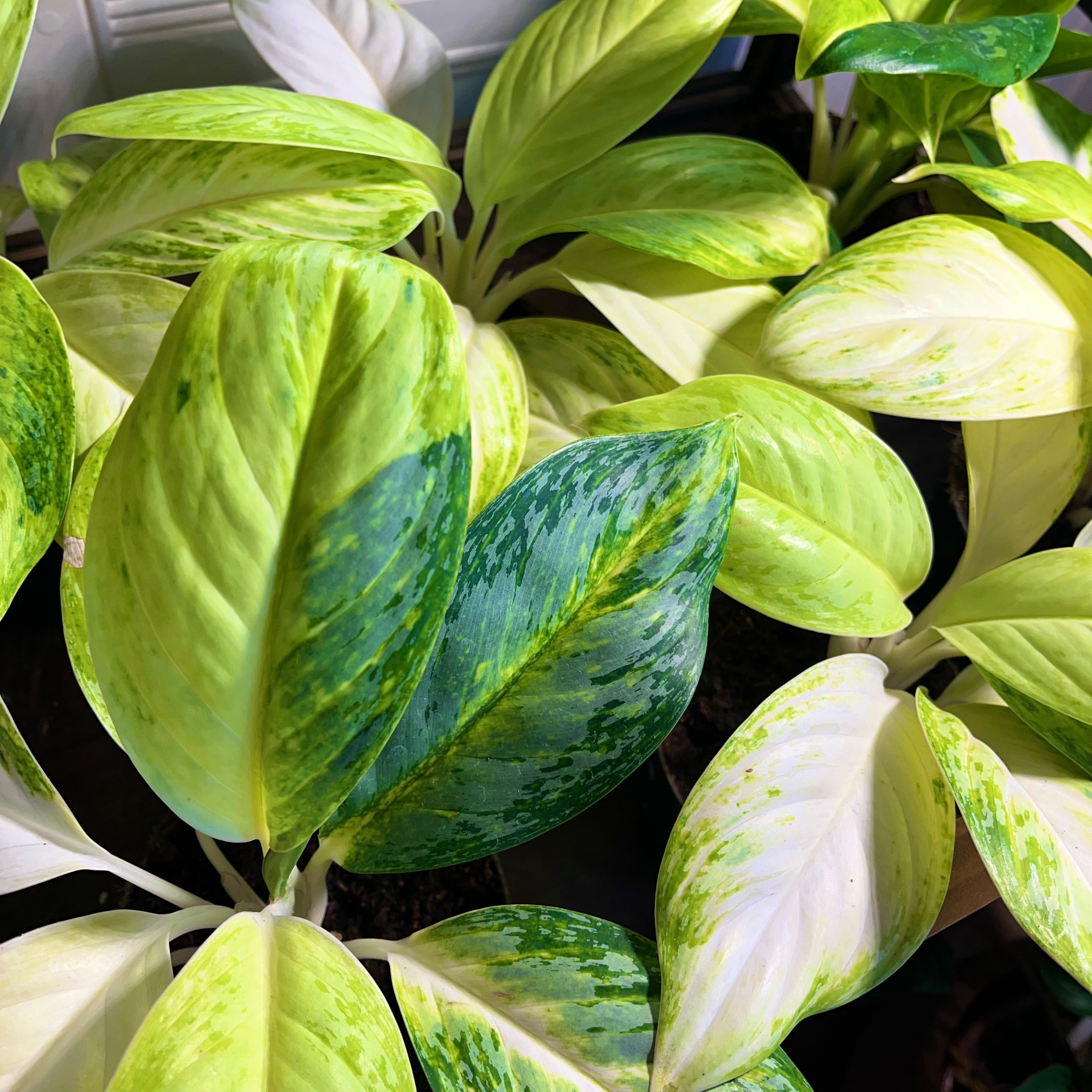 Commutatum Aglaonema commutatum 'Arctic Lime' – Spore Nursery
