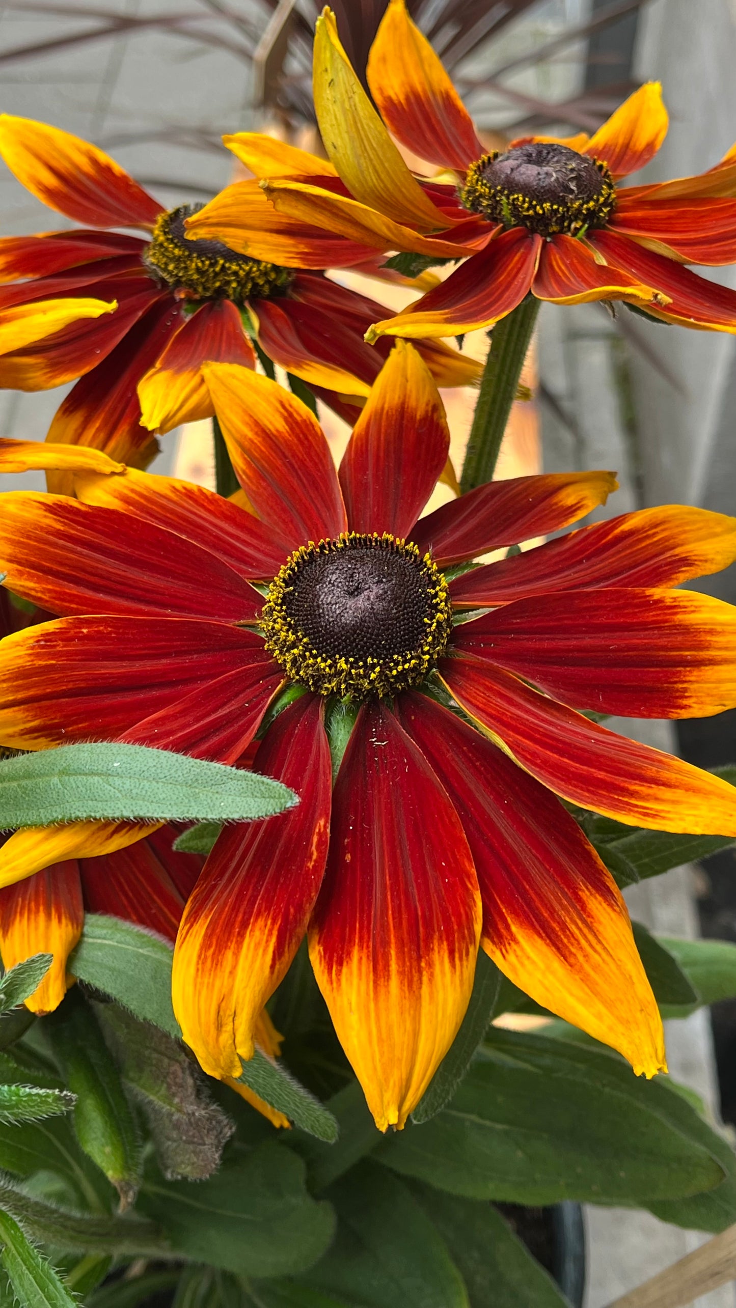Rudbeckia hirta 'Ruby Sun'