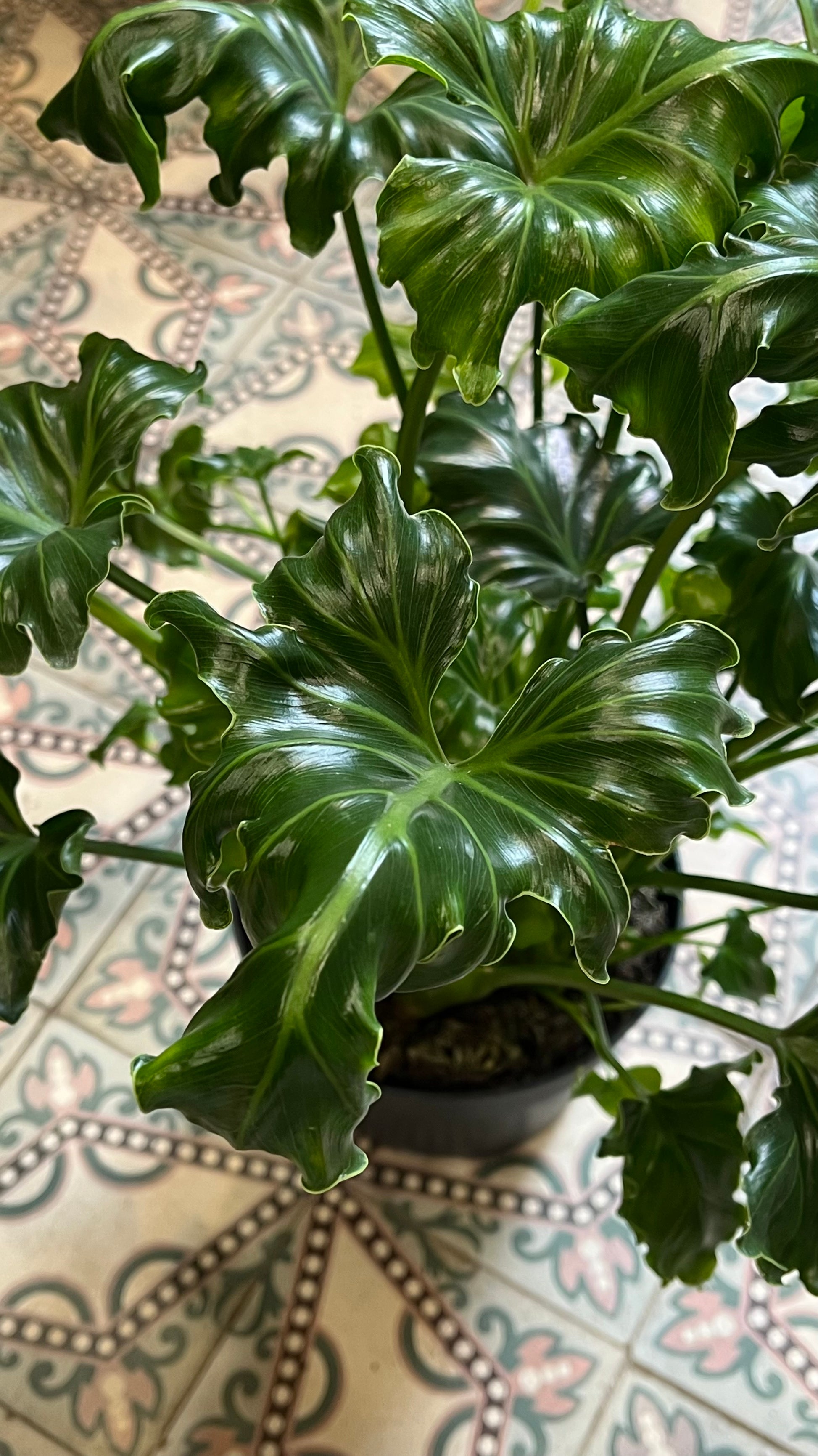 philodendron atlantis Philodendron bipinnatifidum 'Atlantis' – Spore Nursery