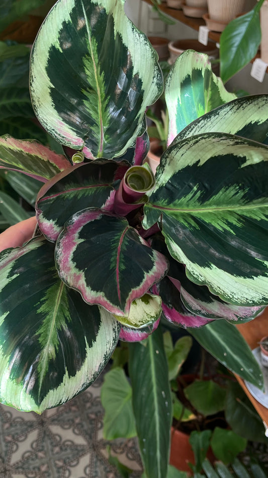 Goeppertia veitchiana 'Shine Star'
