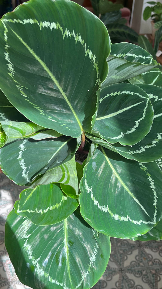 Goeppertia roseopicta 'Green'