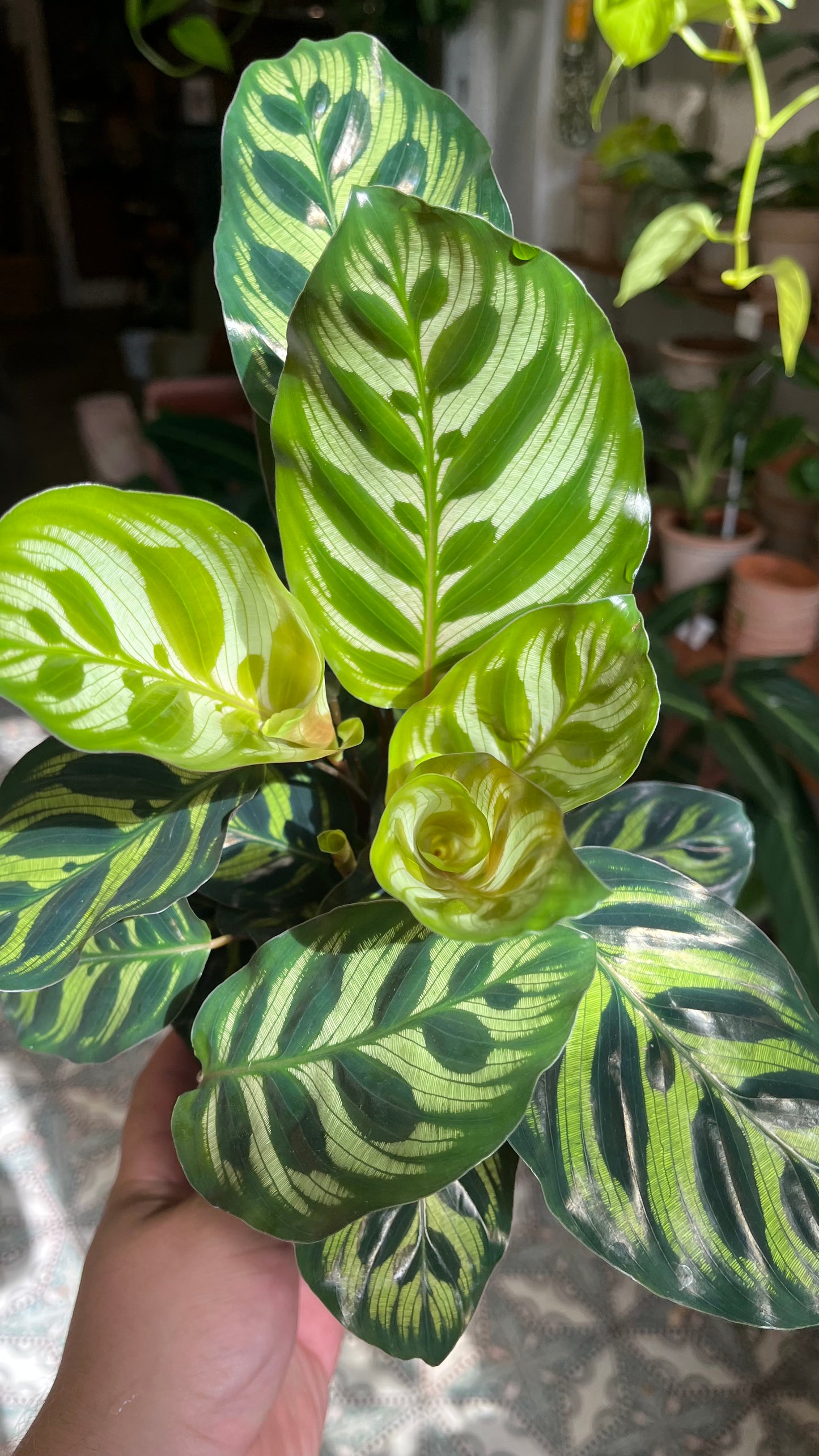 Goeppertia makoyana