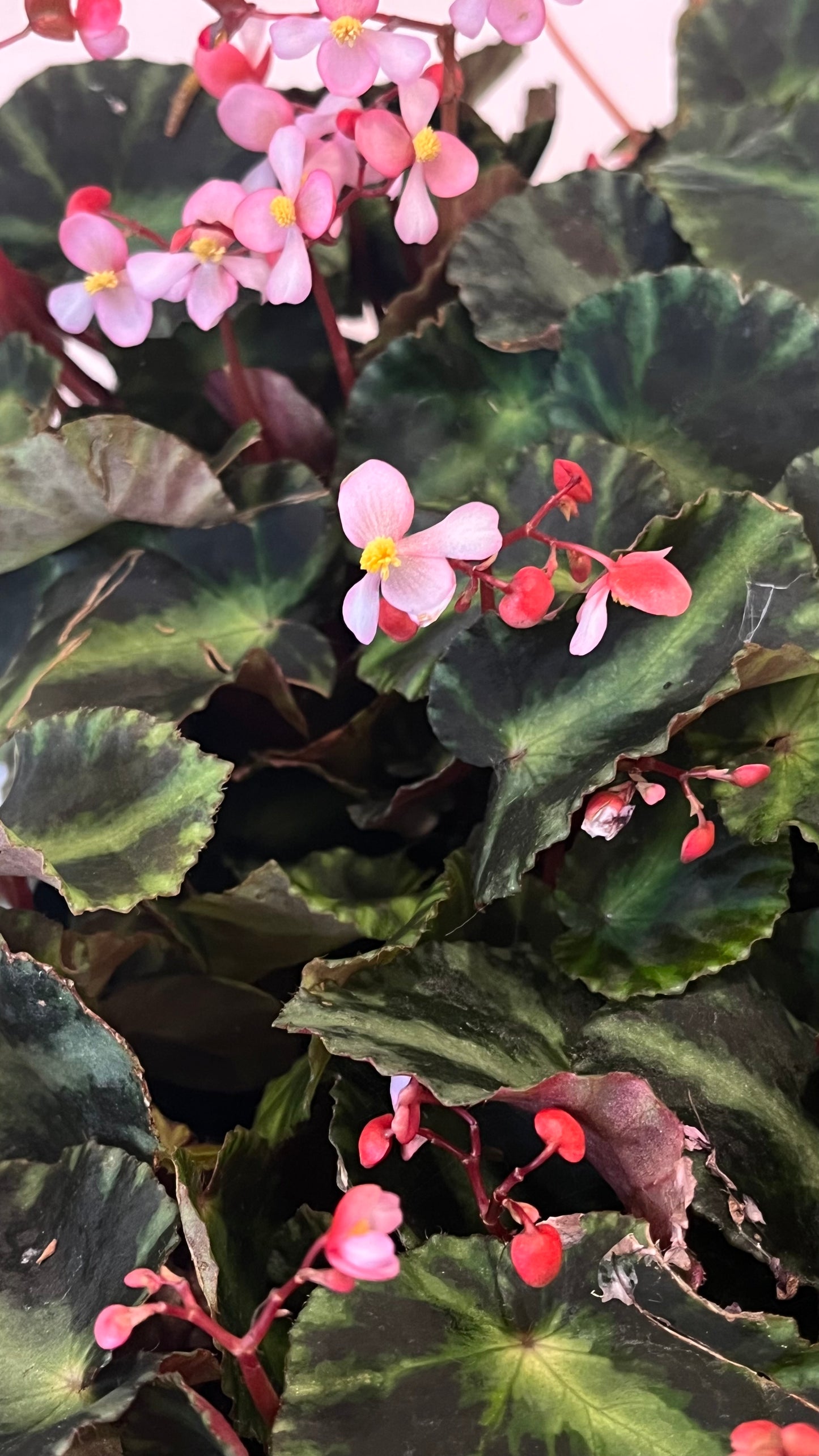 Begonia cleopatrae