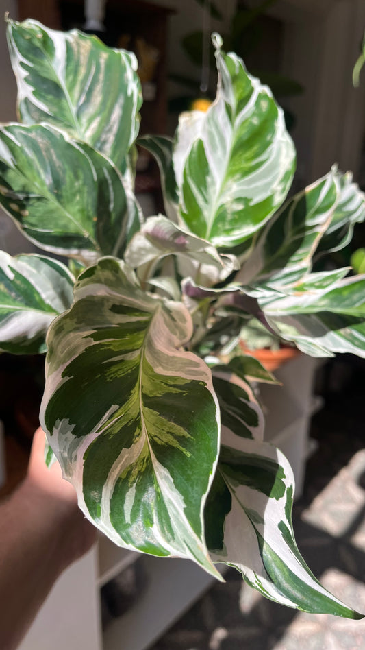 Goeppertia lietzei 'White Fusion'