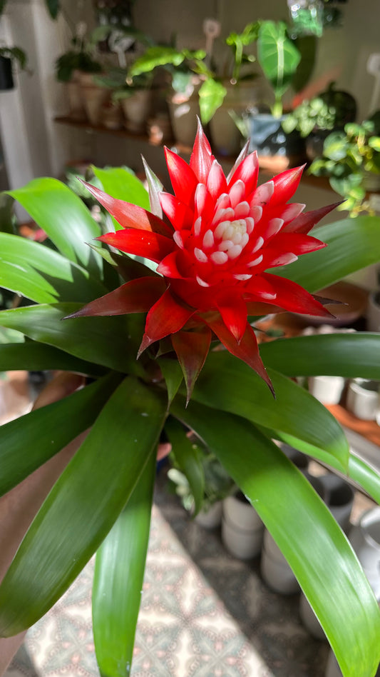 Guzmania 'Hope'