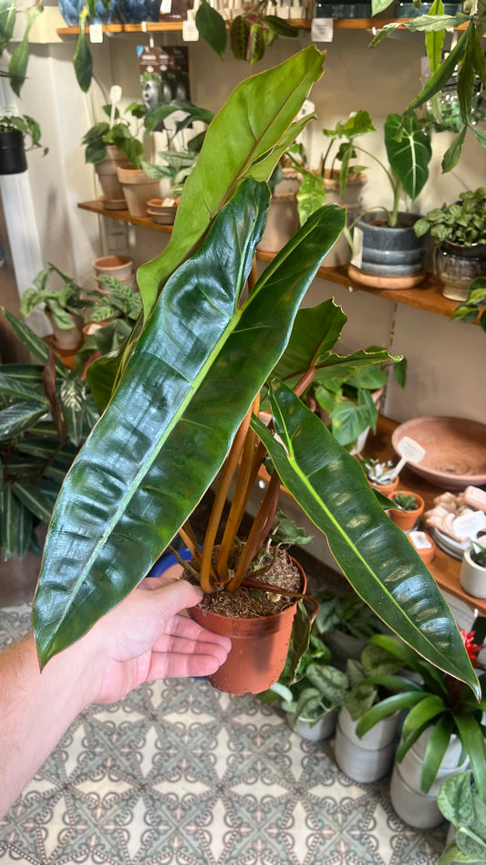 Philodendron billietiae