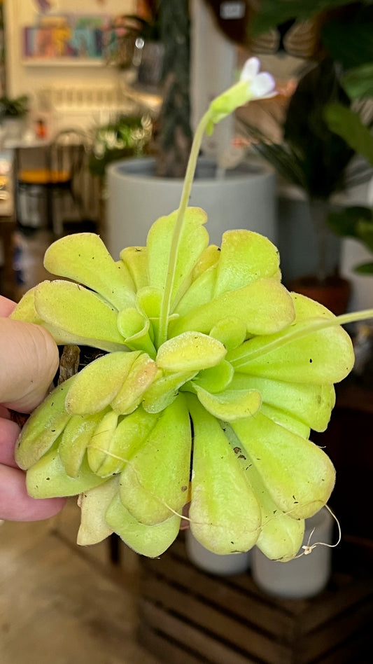 Pinguicula sp.