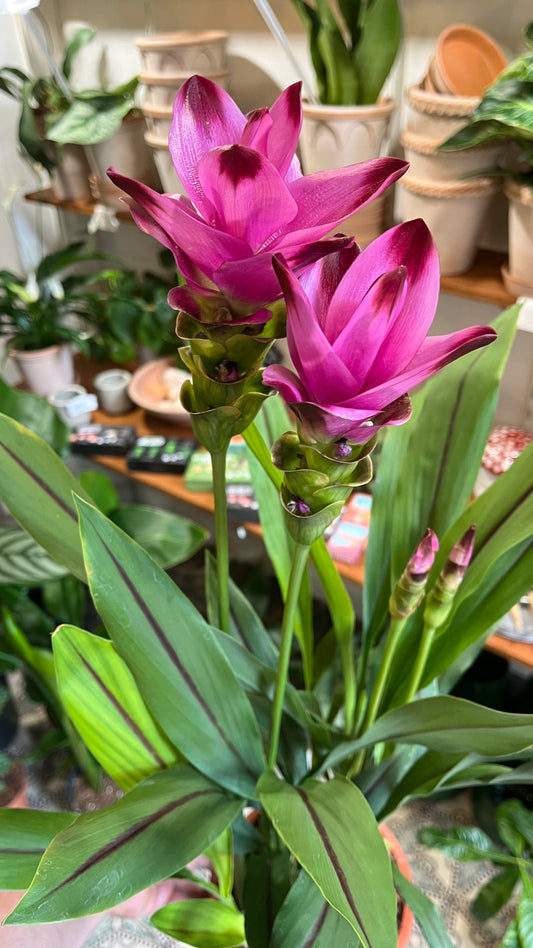 Curcuma alismatifolia