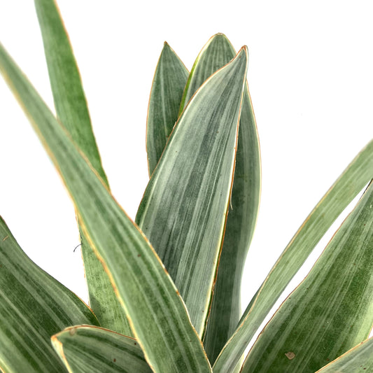 Dracaena aubrytiana 'Metallica' (syn: Sansevieria aubrytiana 'Metallica')