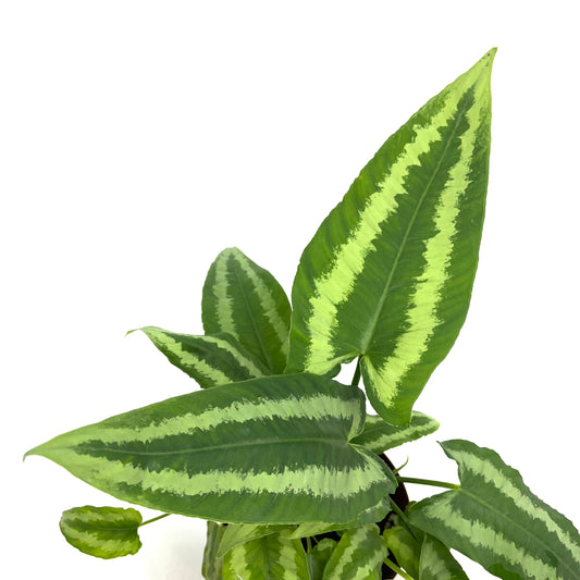 Schismatoglottis wallichii