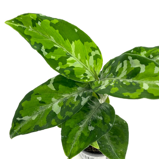 Aglaonema pictum 'Tricolor'